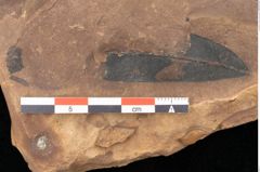 Foto (Detailsansicht) von Quercus palaeoilex Ettingshausen (NHMW-GEO-2024-0188-0964)
